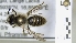  (Andrena braunsiana - ABOL-25-0075)  @11 [ ] Unspecified (default): All Rights Reserved (2025) Naturhistorisches Museum Wien Unspecified