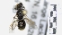  ( - ABOL-25-0077)  @11 [ ] Unspecified (default): All Rights Reserved (2025) Naturhistorisches Museum Wien Unspecified