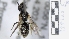  ( - ABOL-25-0078)  @11 [ ] Unspecified (default): All Rights Reserved (2025) Naturhistorisches Museum Wien Unspecified