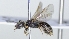  ( - ABOL-25-0079)  @11 [ ] Unspecified (default): All Rights Reserved (2025) Naturhistorisches Museum Wien Unspecified