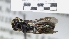  ( - ABOL-25-0080)  @11 [ ] Unspecified (default): All Rights Reserved (2025) Naturhistorisches Museum Wien Unspecified