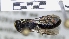  ( - ABOL-25-0082)  @11 [ ] Unspecified (default): All Rights Reserved (2025) Naturhistorisches Museum Wien Unspecified