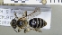  ( - ABOL-25-0084)  @11 [ ] Unspecified (default): All Rights Reserved (2025) Naturhistorisches Museum Wien Unspecified