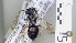  ( - ABOL-25-0089)  @11 [ ] Unspecified (default): All Rights Reserved (2025) Naturhistorisches Museum Wien Unspecified