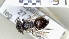  ( - ABOL-25-0090)  @11 [ ] Unspecified (default): All Rights Reserved (2025) Naturhistorisches Museum Wien Unspecified