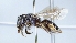  ( - ABOL-25-0090)  @11 [ ] Unspecified (default): All Rights Reserved (2025) Naturhistorisches Museum Wien Unspecified