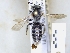  ( - ABOL-25-0091)  @11 [ ] Unspecified (default): All Rights Reserved (2025) Naturhistorisches Museum Wien Unspecified