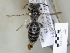  ( - ABOL-25-0092)  @11 [ ] Unspecified (default): All Rights Reserved (2025) Naturhistorisches Museum Wien Unspecified