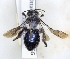  (Andrena danuvia - ABOL-25-0095)  @11 [ ] Unspecified (default): All Rights Reserved (2025) Naturhistorisches Museum Wien Unspecified