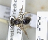  ( - ABOL-25-0097)  @11 [ ] Unspecified (default): All Rights Reserved (2025) Naturhistorisches Museum Wien Unspecified