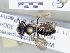  ( - ABOL-25-0098)  @11 [ ] Unspecified (default): All Rights Reserved (2025) Naturhistorisches Museum Wien Unspecified