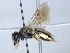  (Andrena pontica - ABOL-25-0099)  @11 [ ] Unspecified (default): All Rights Reserved (2025) Naturhistorisches Museum Wien Unspecified
