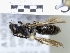  ( - ABOL-25-0100)  @11 [ ] Unspecified (default): All Rights Reserved (2025) Naturhistorisches Museum Wien Unspecified