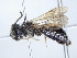  ( - ABOL-25-0100)  @11 [ ] Unspecified (default): All Rights Reserved (2025) Naturhistorisches Museum Wien Unspecified