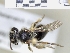  ( - ABOL-25-0101)  @11 [ ] Unspecified (default): All Rights Reserved (2025) Naturhistorisches Museum Wien Unspecified