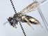  ( - ABOL-25-0101)  @11 [ ] Unspecified (default): All Rights Reserved (2025) Naturhistorisches Museum Wien Unspecified