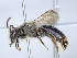  (Andrena oralis - ABOL-25-0102)  @11 [ ] Unspecified (default): All Rights Reserved (2025) Naturhistorisches Museum Wien Unspecified