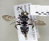  (Epeolus tristis - ABOL-25-0107)  @11 [ ] Unspecified (default): All Rights Reserved (2025) Naturhistorisches Museum Wien Unspecified
