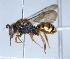  ( - ABOL-25-0111)  @11 [ ] Unspecified (default): All Rights Reserved (2025) Naturhistorisches Museum Wien Unspecified