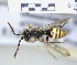  ( - ABOL-25-0112)  @11 [ ] Unspecified (default): All Rights Reserved (2025) Naturhistorisches Museum Wien Unspecified