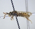  ( - ABOL-25-0112)  @11 [ ] Unspecified (default): All Rights Reserved (2025) Naturhistorisches Museum Wien Unspecified