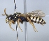  ( - ABOL-25-0114)  @11 [ ] Unspecified (default): All Rights Reserved (2025) Naturhistorisches Museum Wien Unspecified