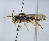  ( - ABOL-25-0115)  @11 [ ] Unspecified (default): All Rights Reserved (2025) Naturhistorisches Museum Wien Unspecified