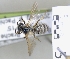  ( - ABOL-25-0121)  @11 [ ] Unspecified (default): All Rights Reserved (2025) Naturhistorisches Museum Wien Unspecified