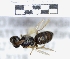  ( - ABOL-25-0122)  @11 [ ] Unspecified (default): All Rights Reserved (2025) Naturhistorisches Museum Wien Unspecified