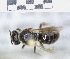  ( - ABOL-25-0129)  @11 [ ] Unspecified (default): All Rights Reserved (2025) Naturhistorisches Museum Wien Unspecified