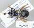  ( - ABOL-25-0138)  @11 [ ] Unspecified (default): All Rights Reserved (2025) Naturhistorisches Museum Wien Unspecified