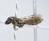  ( - ABOL-25-0142)  @11 [ ] Unspecified (default): All Rights Reserved (2025) Naturhistorisches Museum Wien Unspecified