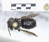  ( - ABOL-25-0150)  @11 [ ] Unspecified (default): All Rights Reserved (2025) Naturhistorisches Museum Wien Unspecified