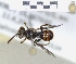  ( - ABOL-25-0153)  @11 [ ] Unspecified (default): All Rights Reserved (2025) Naturhistorisches Museum Wien Unspecified
