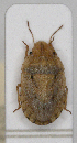  (Sciocoris sulcatus - ABOL-25-1016)  @11 [ ] Unspecified (default): All Rights Reserved (2025) Wolfgang Rabitsch Unspecified