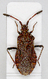  (Ulmicola - ABOL-25-1025)  @11 [ ] Unspecified (default): All Rights Reserved (2025) Wolfgang Rabitsch Unspecified