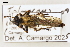  ( - ABOL-25-1097)  @11 [ ] CC-BY (2025) Naturhistorisches Museum Wien Unspecified