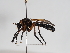  ( - ABOL-25-1127)  @11 [ ] CC-BY (2025) Naturhistorisches Museum Wien Unspecified