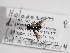  (Holopogon dimidiatus - ABOL-25-1131)  @11 [ ] CC-BY (2025) Naturhistorisches Museum Wien Unspecified