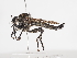  ( - ABOL-25-1135)  @11 [ ] CC-BY (2025) Naturhistorisches Museum Wien Unspecified