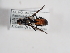  (Cylindromyia pilipes - ABOL-25-1146)  @11 [ ] CC-BY (2025) Naturhistorisches Museum Wien Unspecified