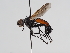  ( - ABOL-25-1146)  @11 [ ] CC-BY (2025) Naturhistorisches Museum Wien Unspecified