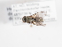  (Helina decipiens - ABOL-25-1165)  @11 [ ] CC-BY (2025) Naturhistorisches Museum Wien Unspecified