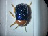  ( - ABOL-BIOBLITZ23-DR019)  @11 [ ] Unspecified (default): All Rights Reserved (2024) Dominik Rabl Unspecified