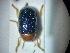  ( - ABOL-BIOBLITZ23-DR020)  @11 [ ] Unspecified (default): All Rights Reserved (2024) Dominik Rabl Unspecified
