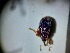  ( - ABOL-BIOBLITZ23-DR046)  @11 [ ] Unspecified (default): All Rights Reserved (2024) Dominik Rabl Unspecified