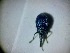  ( - ABOL-BIOBLITZ23-DR048)  @11 [ ] Unspecified (default): All Rights Reserved (2024) Dominik Rabl Unspecified