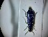  ( - ABOL-BIOBLITZ23-DR060)  @11 [ ] Unspecified (default): All Rights Reserved (2024) Dominik Rabl Unspecified