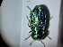  ( - ABOL-BIOBLITZ23-DR063)  @11 [ ] Unspecified (default): All Rights Reserved (2024) Dominik Rabl Unspecified