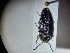  ( - ABOL-BIOBLITZ23-DR080)  @11 [ ] Unspecified (default): All Rights Reserved (2024) Dominik Rabl Unspecified